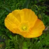 Papaver uit Ijsland