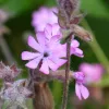 Dagkoekoeksbloem