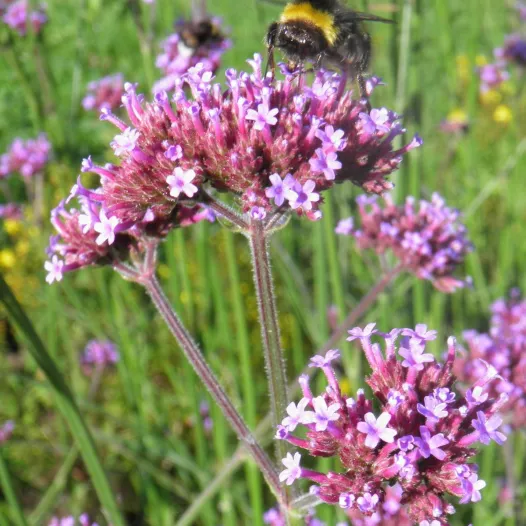 Verveine de Buenos Aires