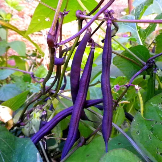 Haricot nain mangetout Reine des  Pourpres