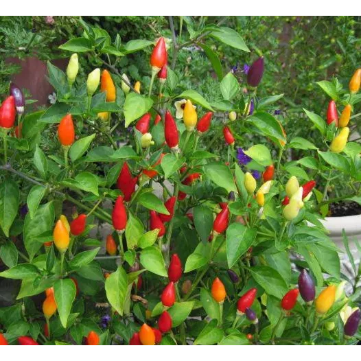 Peper Numex Twilight