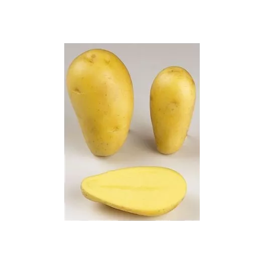 Pomme de terre Allians - 5kg