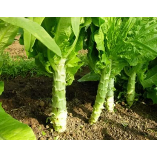 Bindsla Celtuce of Aspergesla