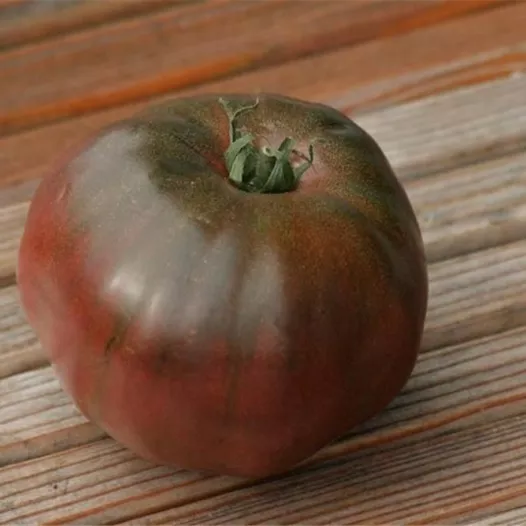 Tomate Noire Russe Charboneuse