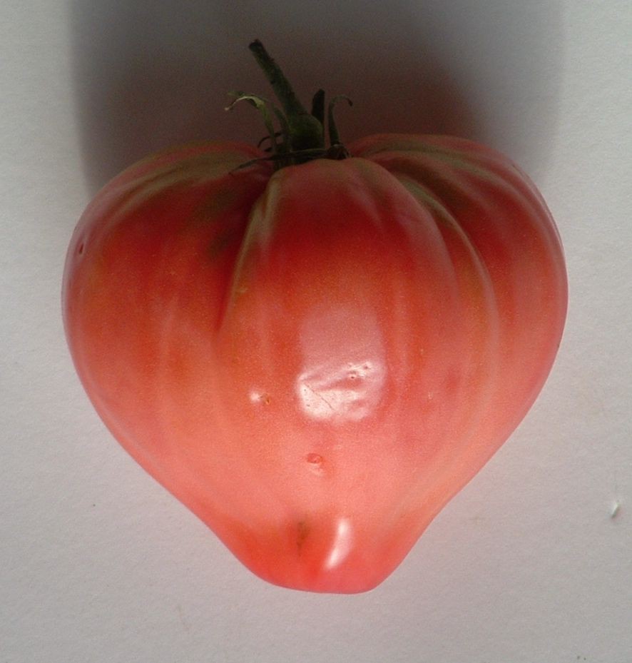 Tomate charnue Coeur de boeuf - Graines potagères / Légumes