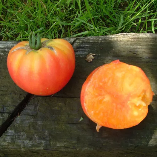 Tomate German Gold