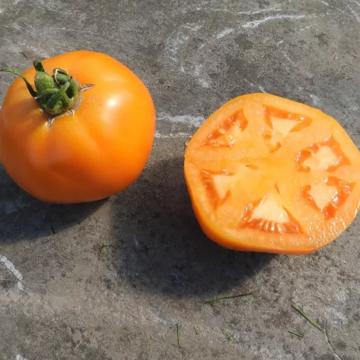 Tomate Yellow Belgian