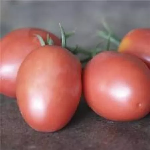 Tomate Olirose de St Domingue