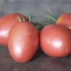 Tomate Olirose de St Domingue