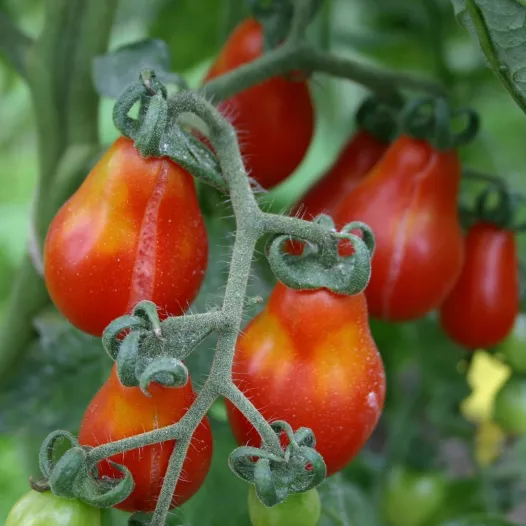 Tomate cerise Rouge Poire