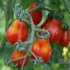 Tomate cerise Rouge Poire