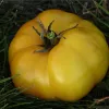 Tomate jaune St Vincent