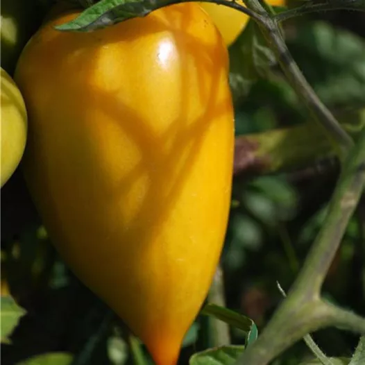 Tomaat gele paprika