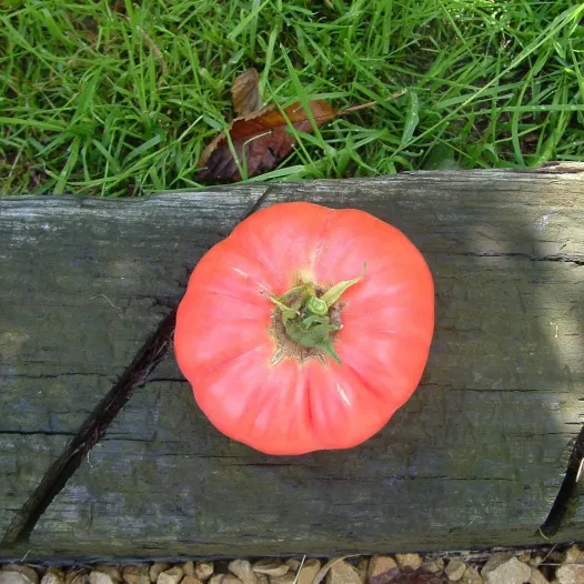 Tomate Gregory Altaï