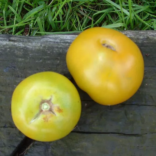 Tomate Lime Green bio - Semailles