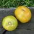 Tomate Lime Green bio - Semailles