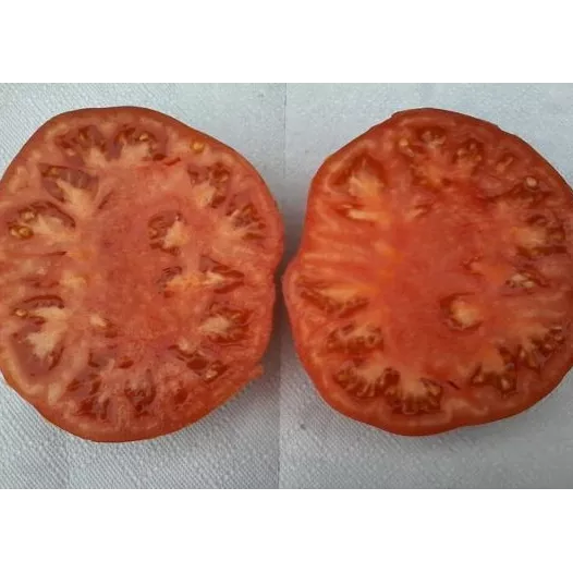 Tomate Suzy