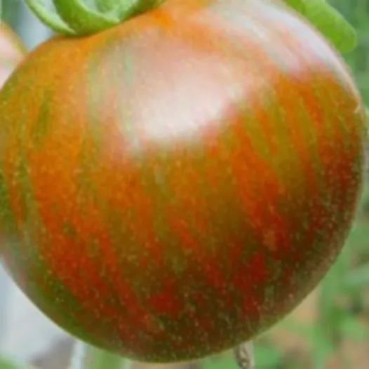 Tomate Black Zebra