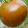 Tomate Black Zebra