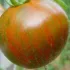 Tomate Black Zebra