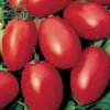 Tomate Olivette Rose