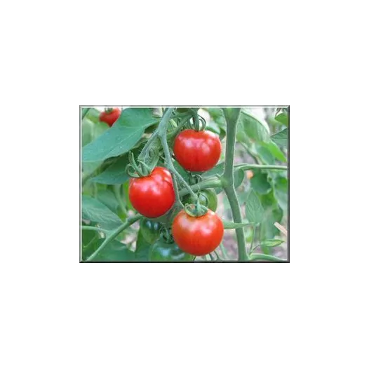 Tomate Stupice