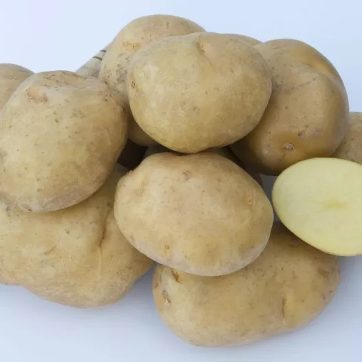 Pomme de terre Sirtema - 5kg