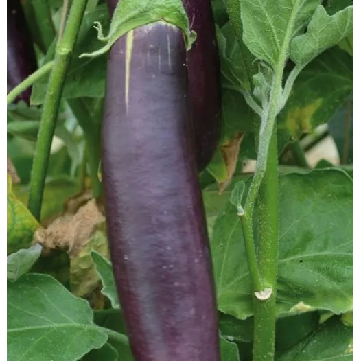 Aubergine lang paars uit Barbentane