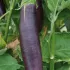 Aubergine longue violette de Barbentane