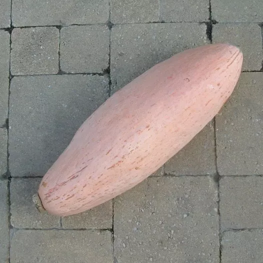 Pompoen Pink Jumbo Banana