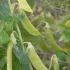 Pois à rames mangetout à Cosses jaunes Saint Désirat