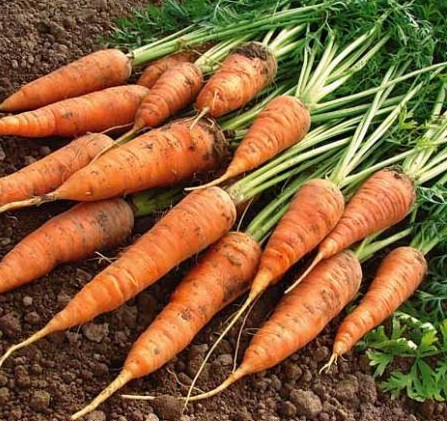 La culture des carottes