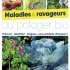 Maladies et ravageurs au potager bio