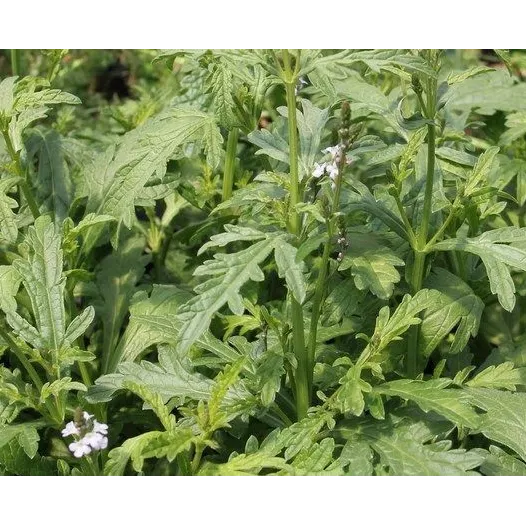 Verveine Officinale