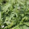 Verbena Officinalis