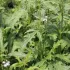 Verbena Officinalis