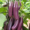 Aubergine Puso Purple Cluster