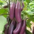 Aubergine Puso Purple Cluster