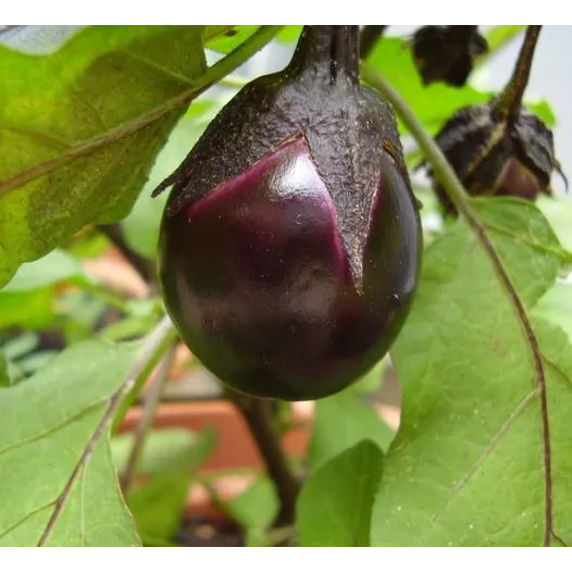 Aubergine Bambino