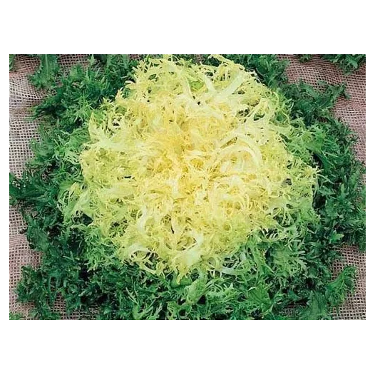 Chicorée frisée Wallonne