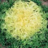 Chicorée frisée Wallonne