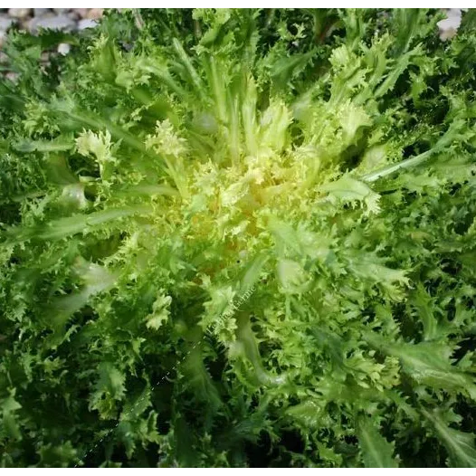 Chicorée frisée Grosse Pancalière