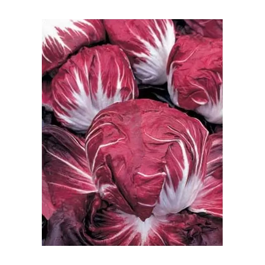 Andijvie Radicchio Rouge de Vérone