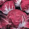 Andijvie Radicchio Rouge de Vérone