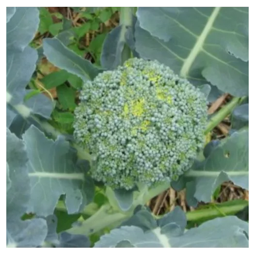 Broccoli Groene Calabrese