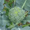 Chou brocoli Vert Calabrais