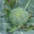 Broccoli Groene Calabrese