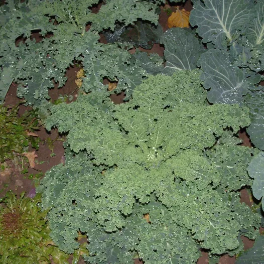 Chou Kale Westlandse winter