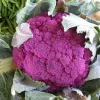 Chou brocoli violet du Cap