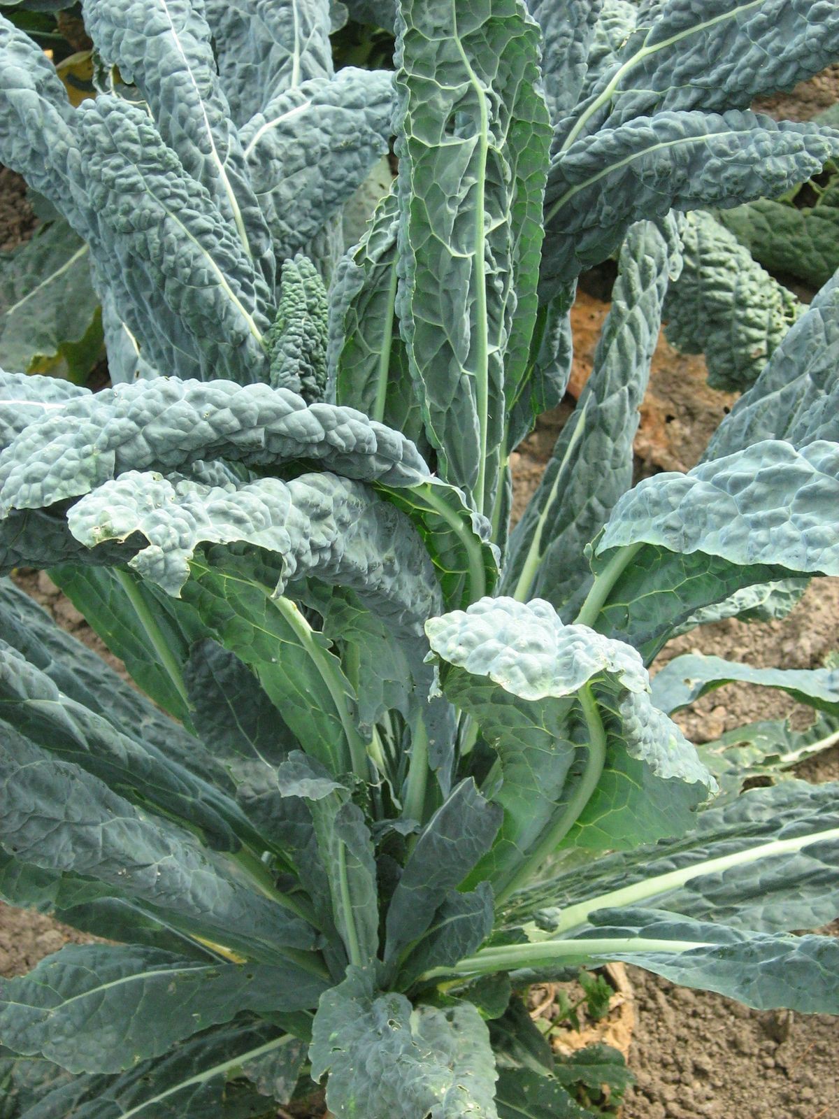 Semences bio de Chou Palmier Kale Noir de Toscane